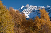 20101105_145931 Cime della bregaglia tra betulle autunnali.jpg